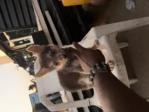 1-3 months Female Purebred German Shepherd