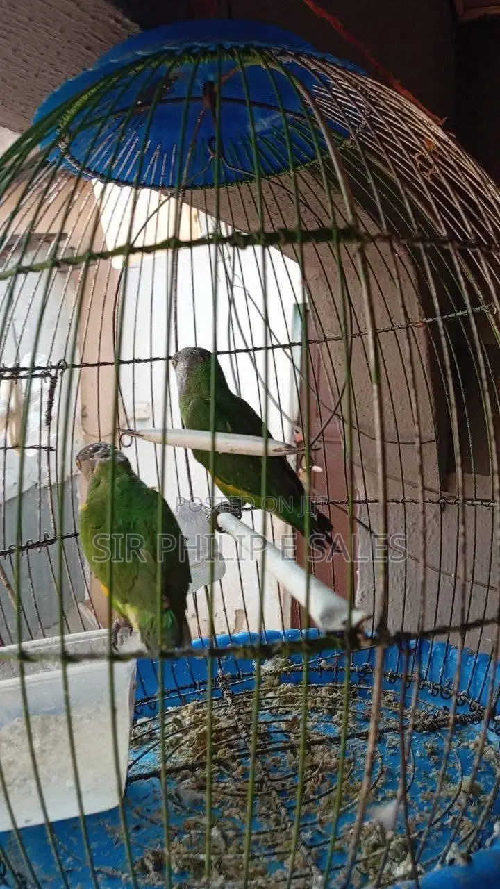 Senegalese Parrots Is Available