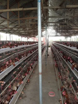 Made in Nigeria Battery Cage for Layers