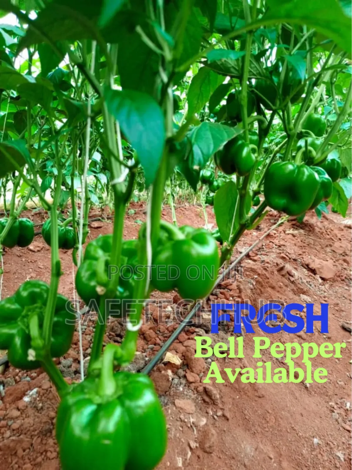 Bell Peppers