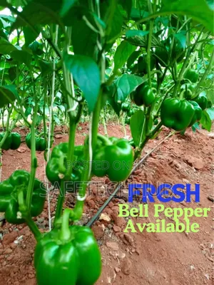 Bell Peppers