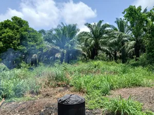 Palm Plantation Registered Survey, Deed, Family Receipt