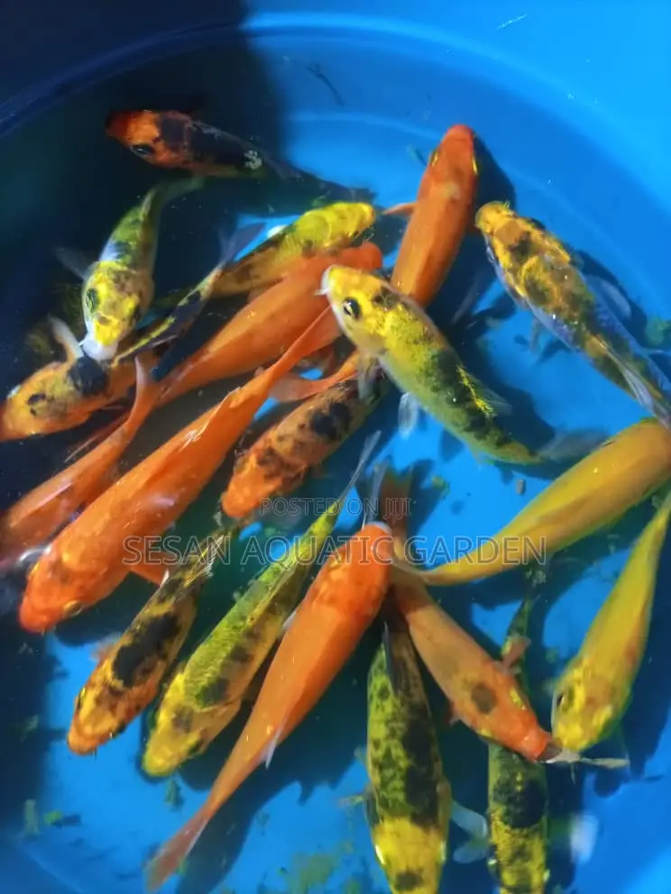 Aquarium Fish Net