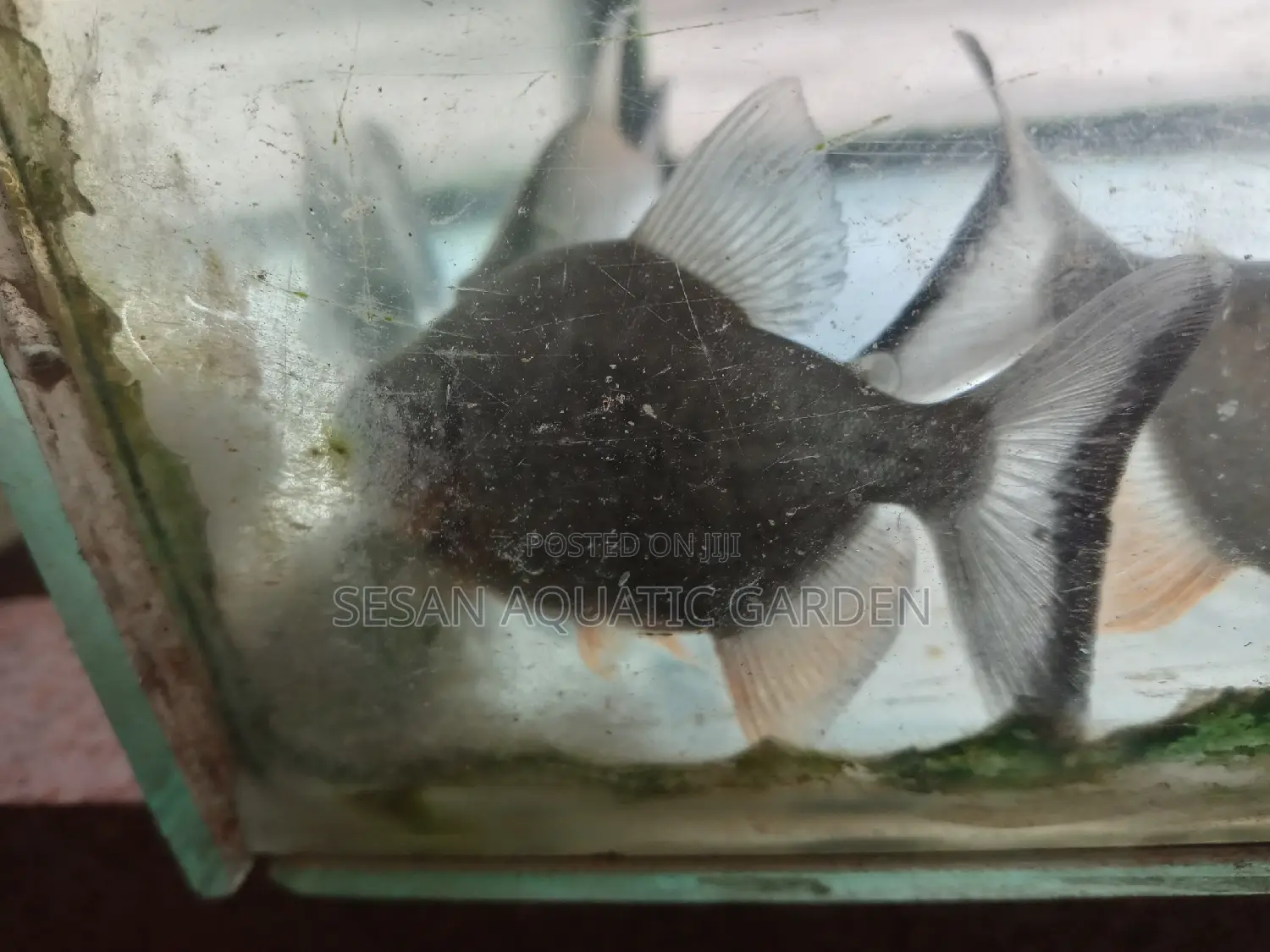 Aquarium Fish Net
