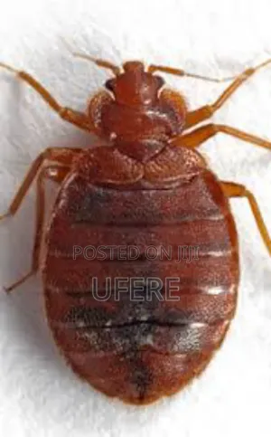Bedbug Fumigation