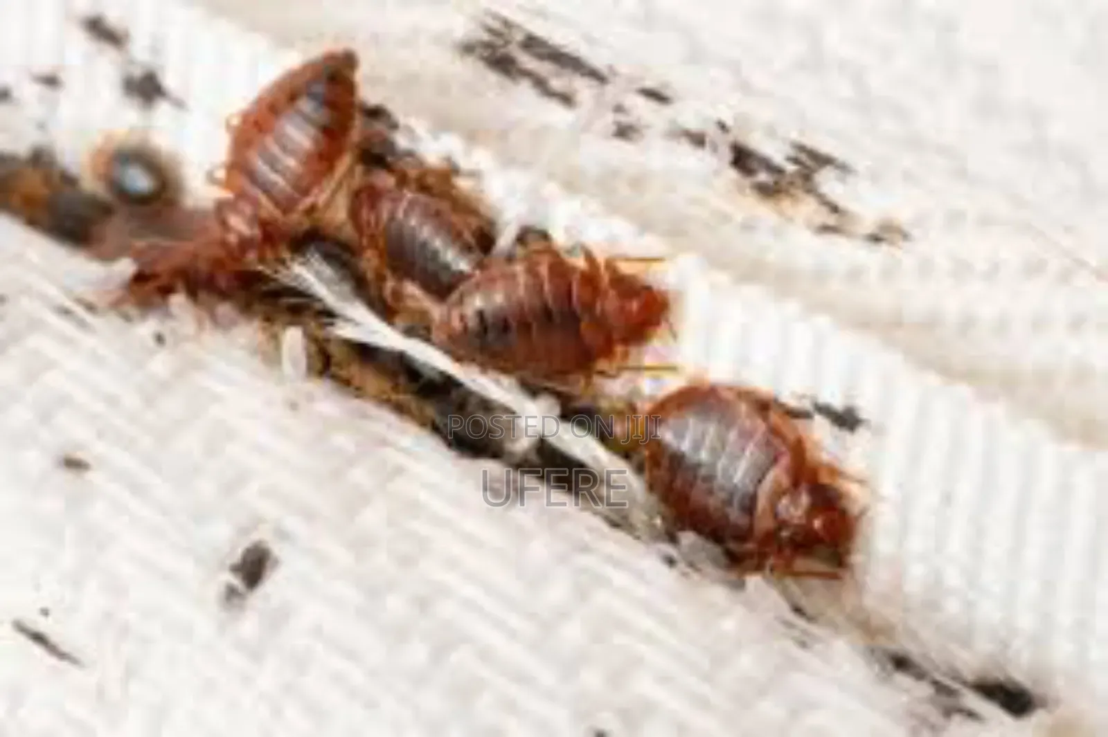 Bedbug Fumigation