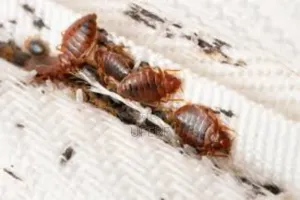 Bedbug Fumigation