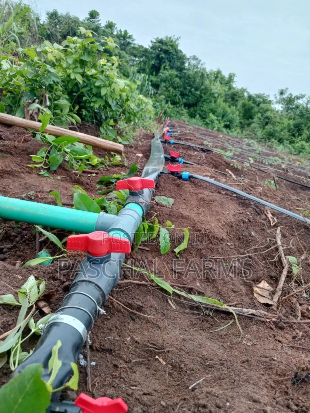 Drip Tape Irrigation and Plastic Mulch Installation