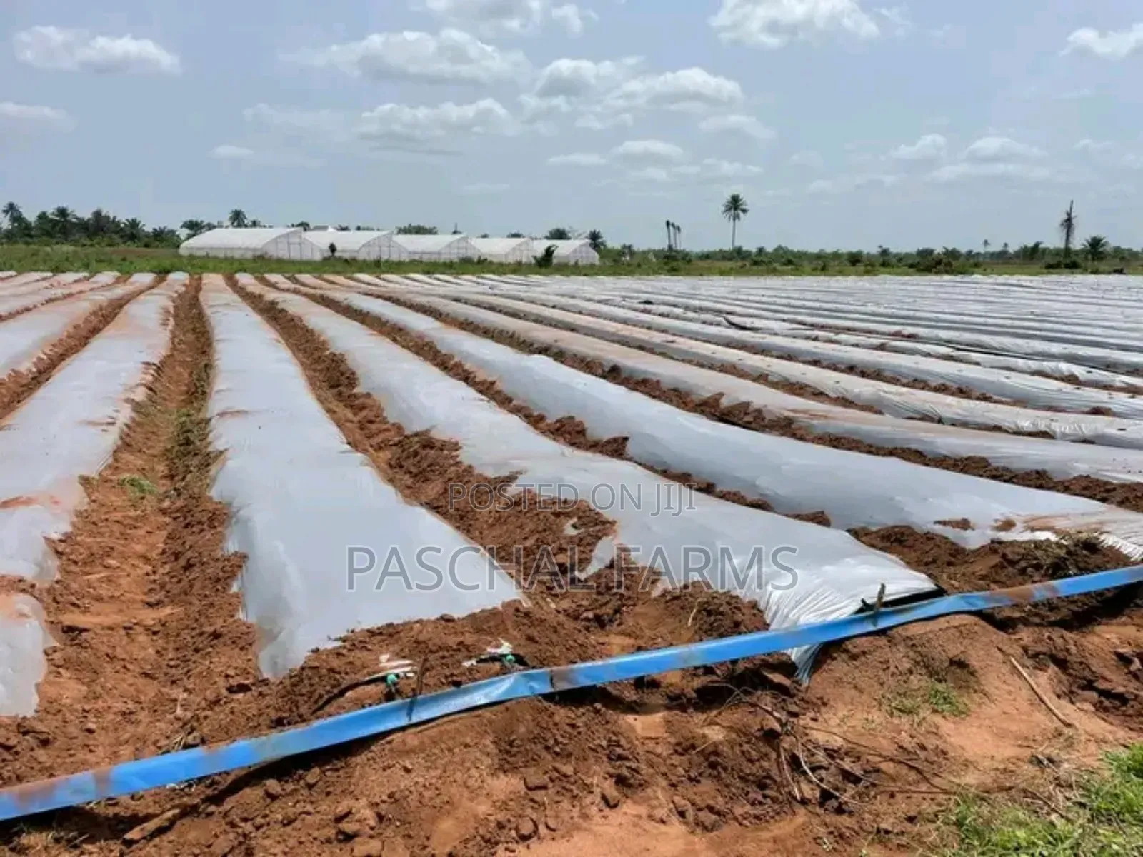 Drip Tape Irrigation and Plastic Mulch Installation