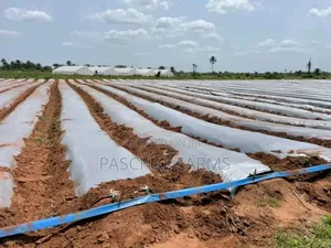 Drip Tape Irrigation and Plastic Mulch Installation