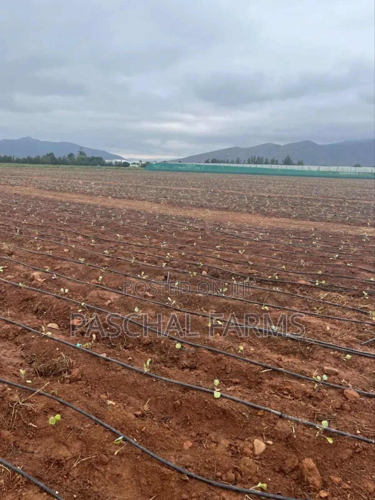 Drip Tape Irrigation and Plastic Mulch Installation