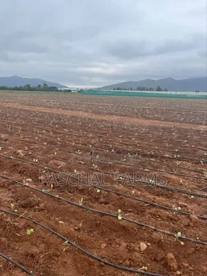 Drip Tape Irrigation and Plastic Mulch Installation