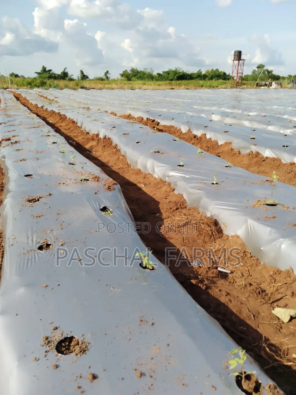 Drip Tape Irrigation and Plastic Mulch Installation