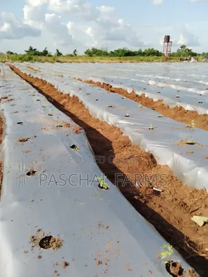 Drip Tape Irrigation and Plastic Mulch Installation