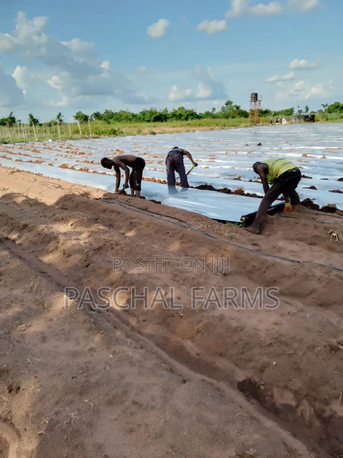 Drip Tape Irrigation and Plastic Mulch Installation