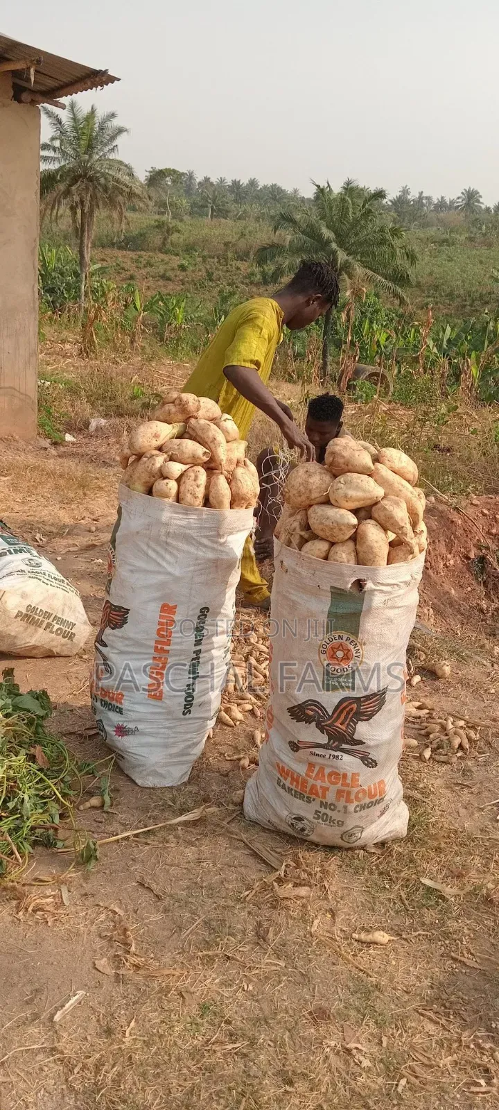 Farming Consultant