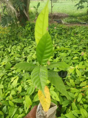 Hybrid Cocoa Seedlings