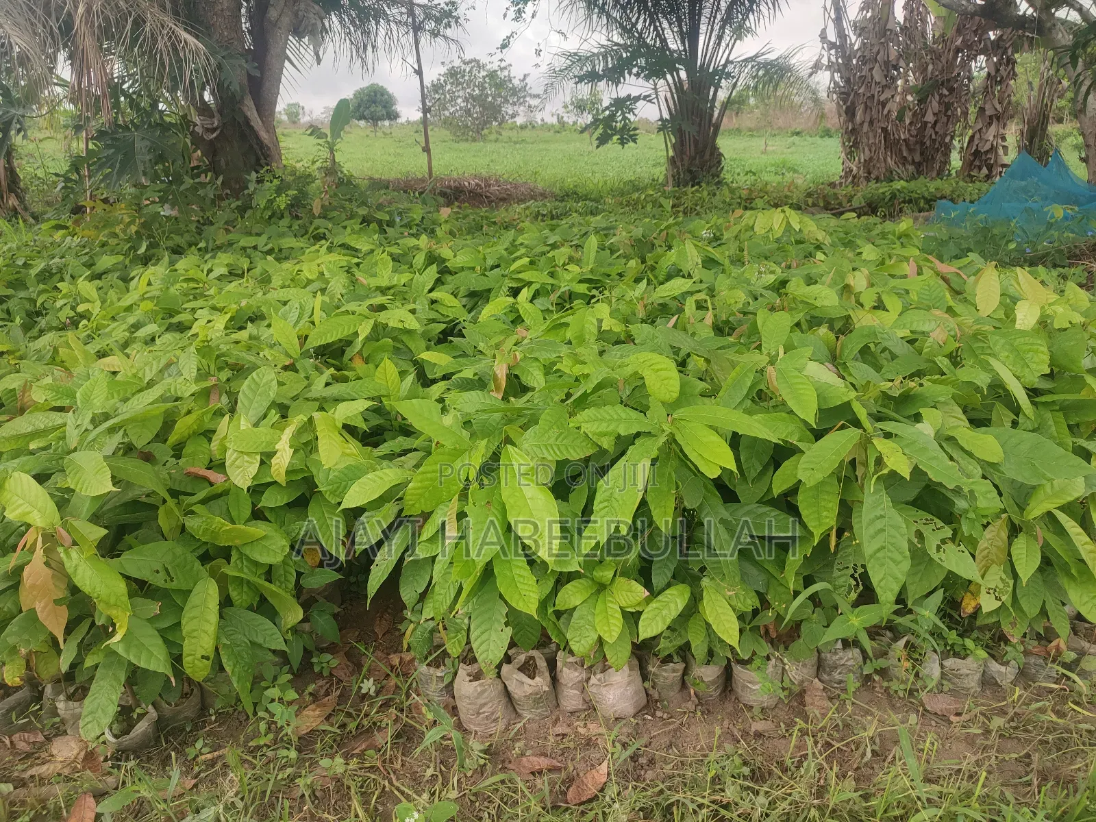 Hybrid Cocoa Seedlings