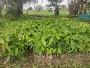 Hybrid Cocoa Seedlings