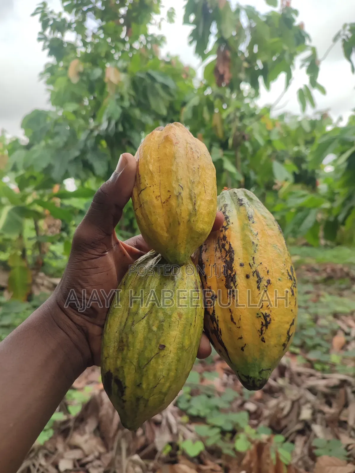 Hybrid Cocoa Seedlings