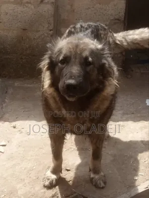 1+ year Female Purebred Caucasian Shepherd