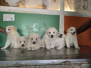 1-3 months Female Purebred American Eskimo
