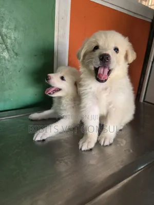 1-3 months Female Purebred American Eskimo