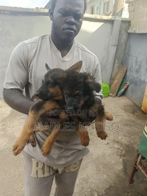 1-3 months Male Purebred German Shepherd