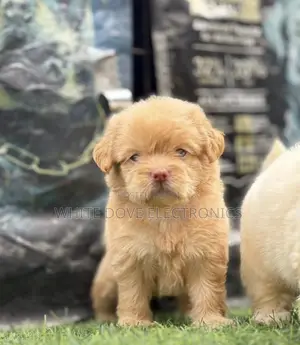 1-3 months Female Purebred Lhasa Apso