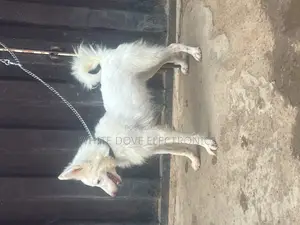 1-3 months Male Purebred American Eskimo