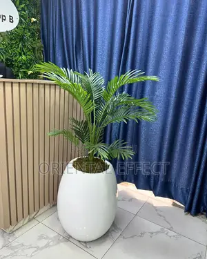 Small Areca Palm With White Evo Pot