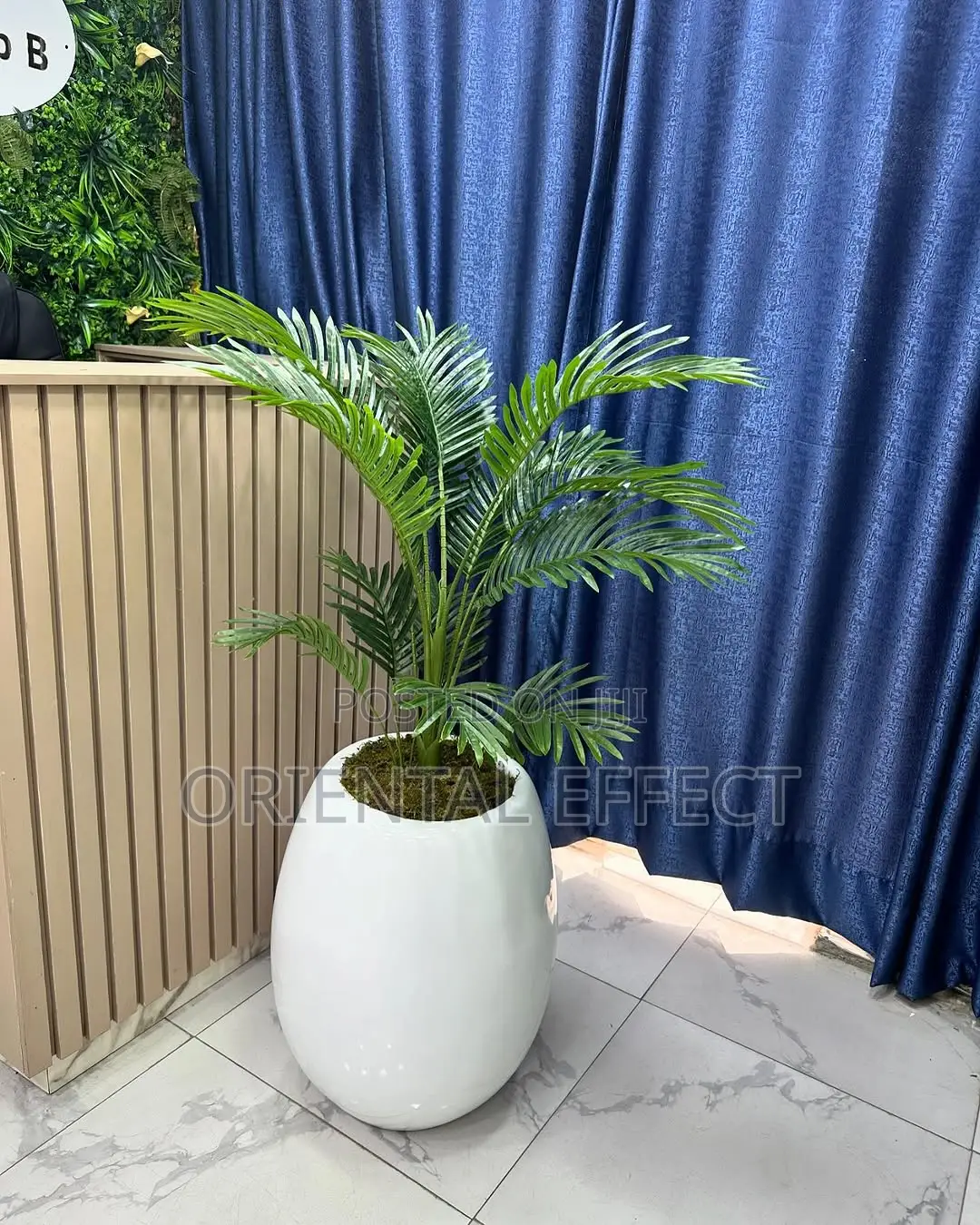 Small Areca Palm With White Evo Pot