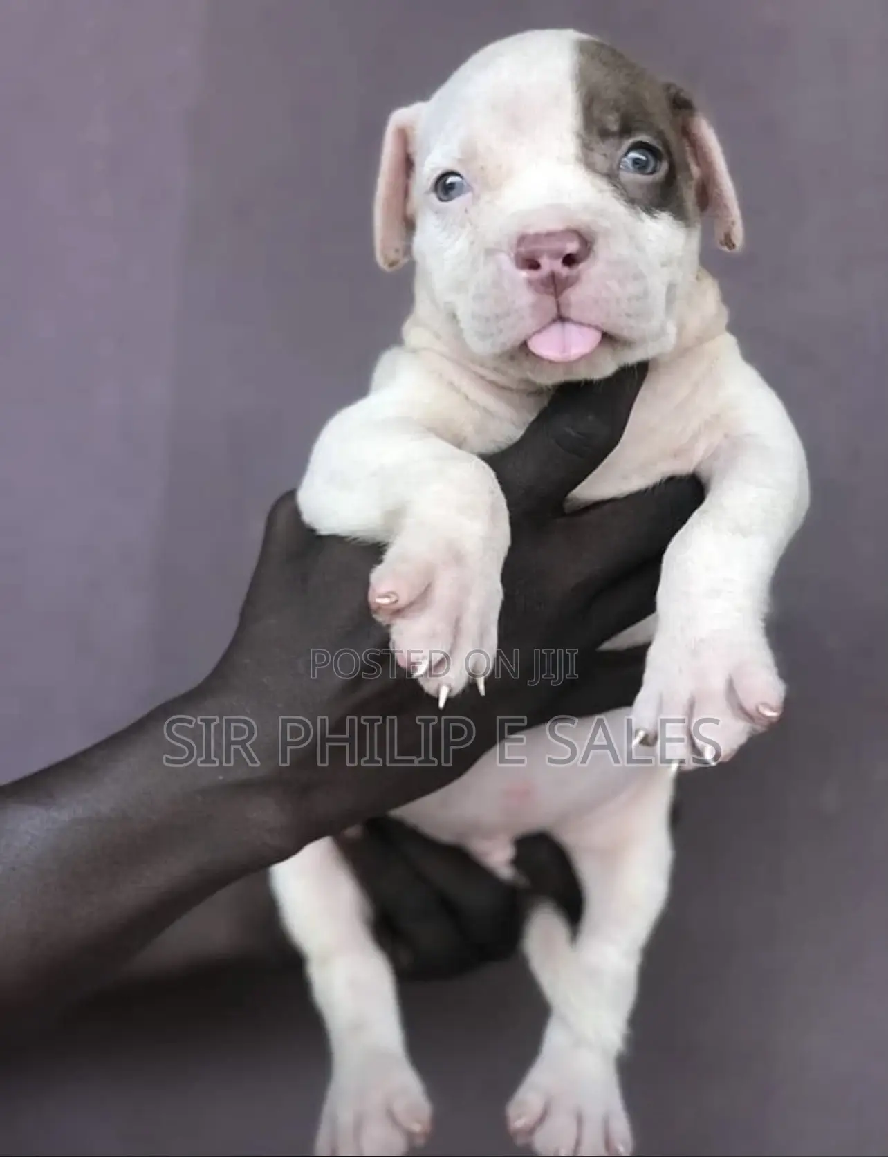 1-3 months Male Purebred American Pit Bull Terrier