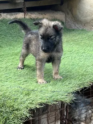 1-3 months Male Purebred German Shepherd