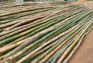 Scaffolding Bamboo