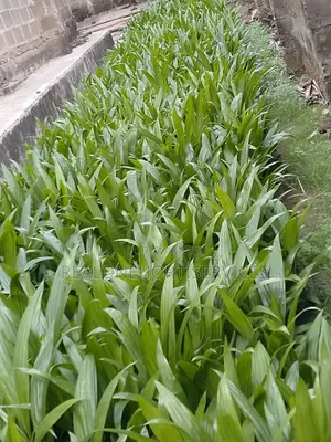 Hybrid Tenera Oil Palm Seedling