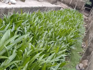 Hybrid Tenera Oil Palm Seedling