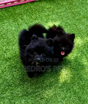 1-3 months Female Purebred Pomeranian