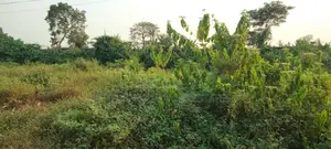 7000 Acres of Land for Sale in Ijebu Ode Ogun State