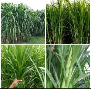 Super Napier Grass Cutting (100pcs)