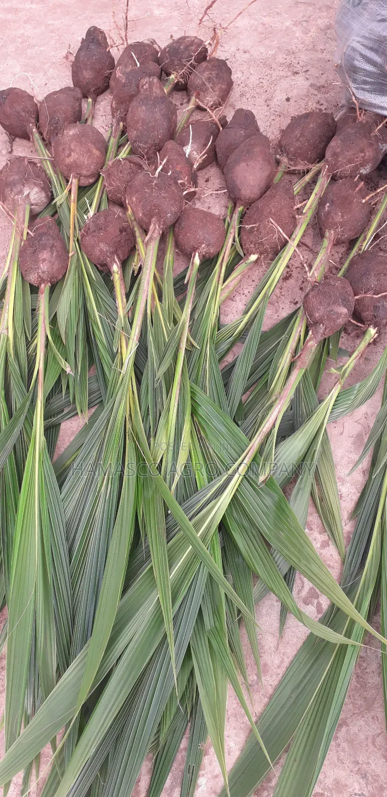 Sweet Dwarf Coconut Seedlings