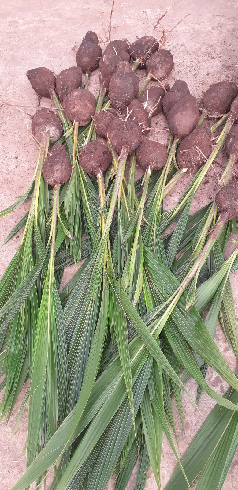 Sweet Dwarf Coconut Seedlings