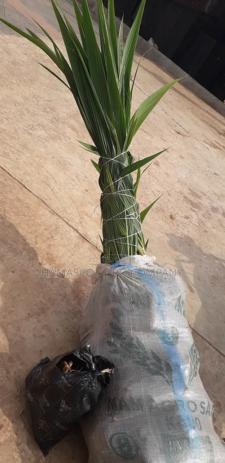 Sweet Dwarf Coconut Seedlings