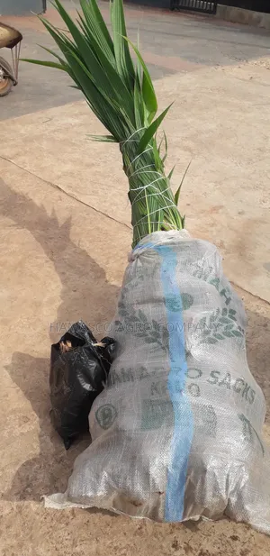 Sweet Dwarf Coconut Seedlings