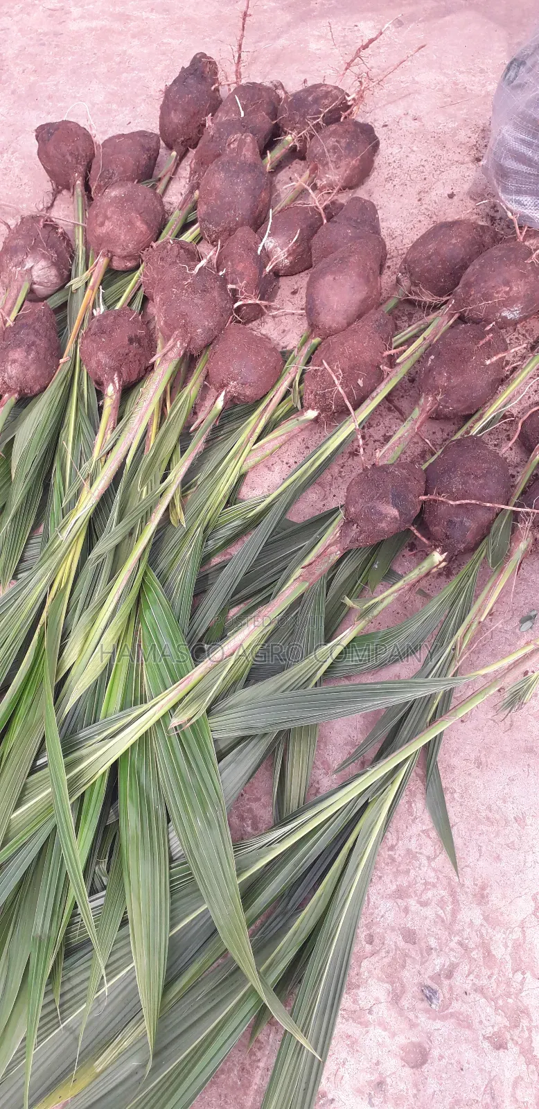 Sweet Dwarf Coconut Seedlings