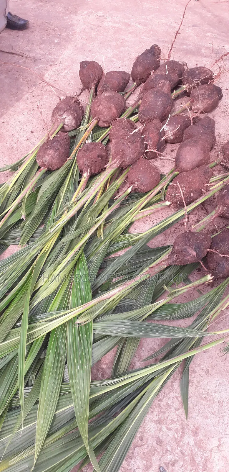 Sweet Dwarf Coconut Seedlings