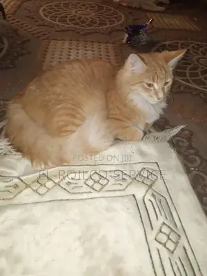 3-6 months Male Purebred Turkish Angora