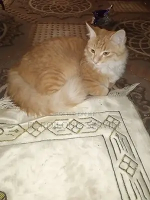 3-6 months Male Purebred Turkish Angora