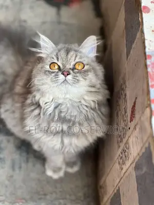 1-3 months Female Purebred Persian