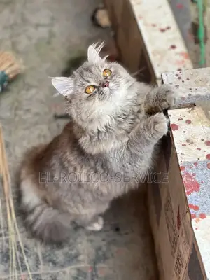 1-3 months Female Purebred Persian